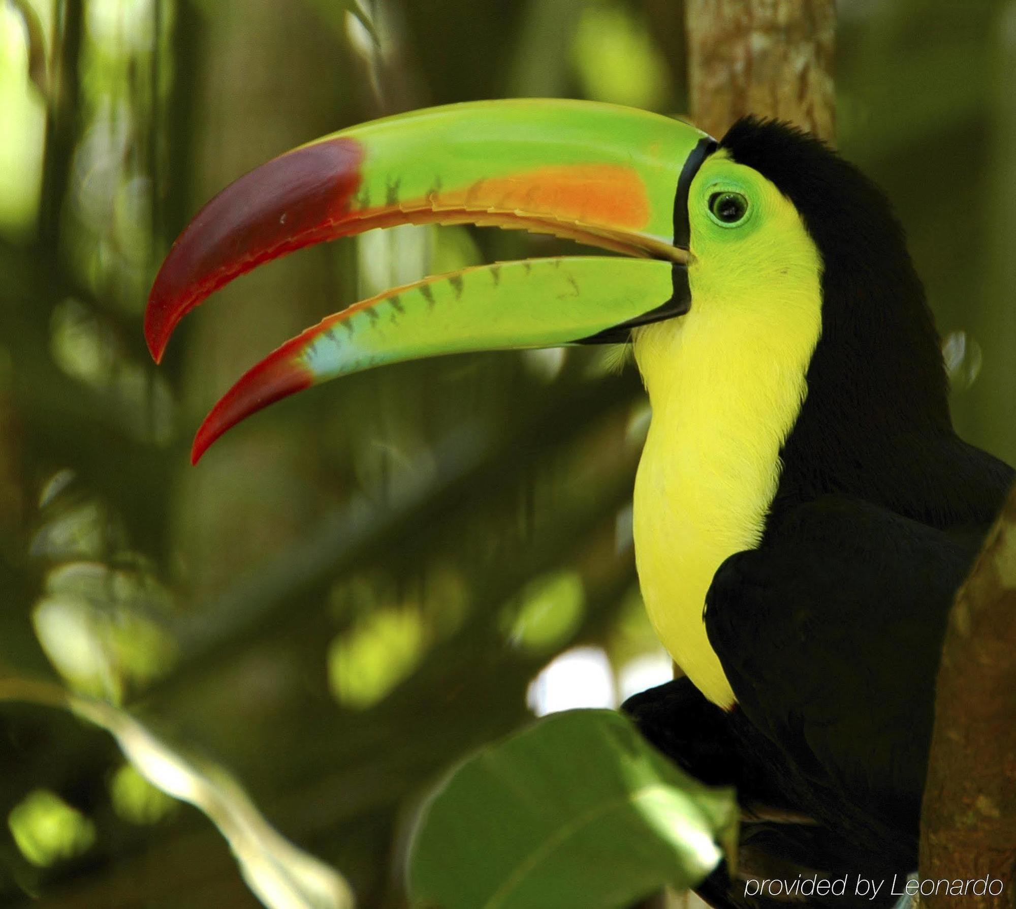 Machaca Hill Rainforest Canopy Lodge Punta Gorda Exterior photo
